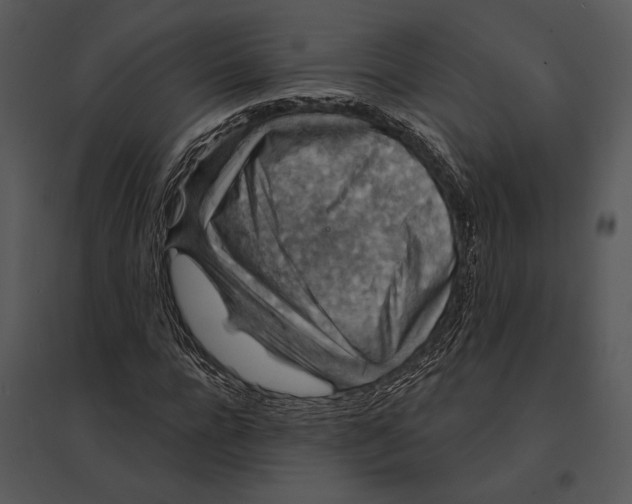 X0000095530920200801041242