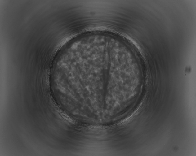 X0000095530921200801041242