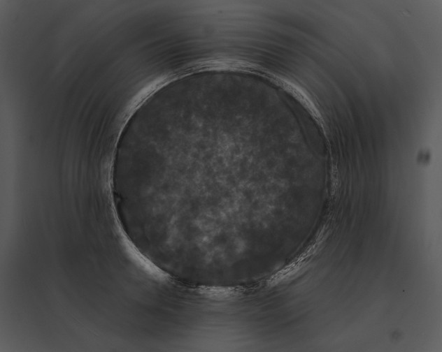 X0000095530946200801041243