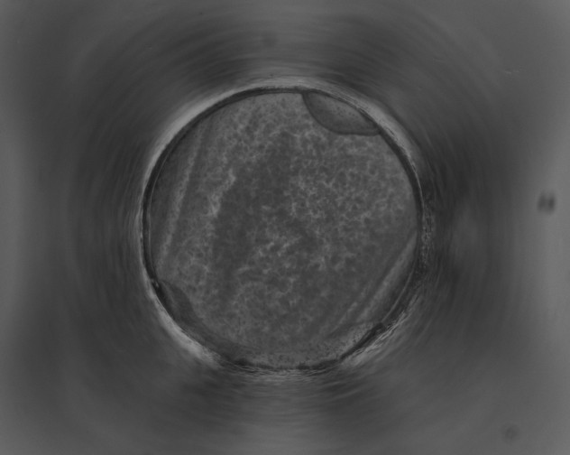 X0000095530951200801041243