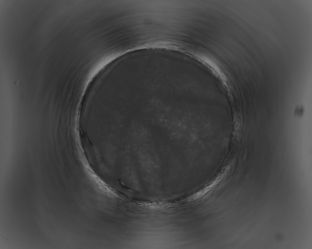 X0000095530952200801041243