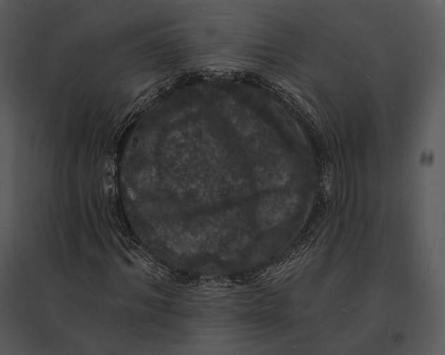 X0000095530964200801041242