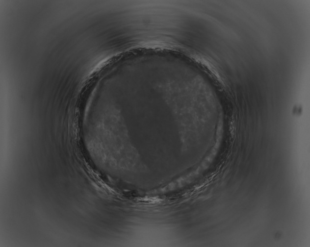 X0000095530968200801041242