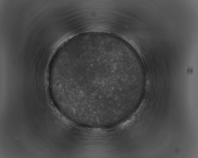 X0000095530979200801041242