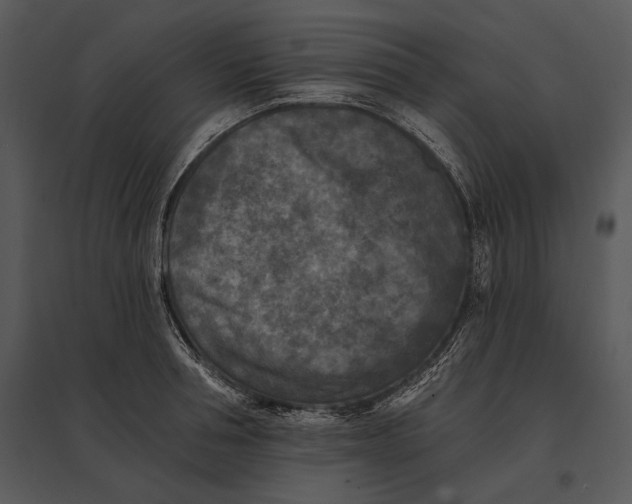 X0000095530994200801041242