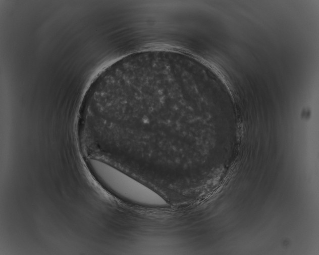 X0000095530995200801041242