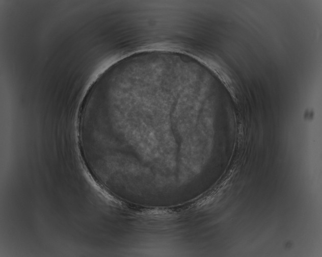 X0000095530998200801041241