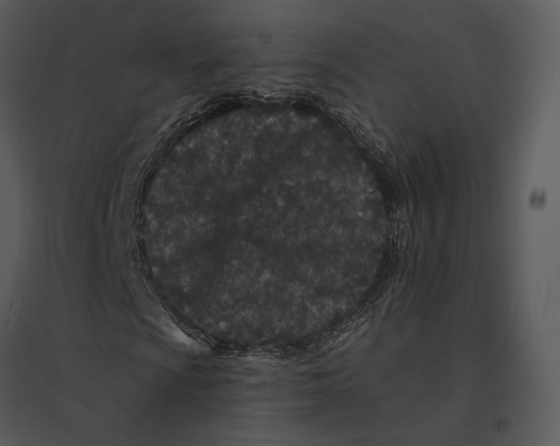 X0000095531009200801041240