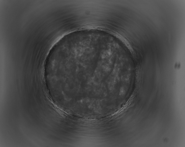 X0000095531023200801041241