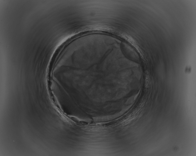 X0000095531024200801041241