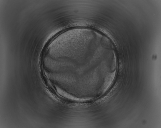 X0000095531026200801041241