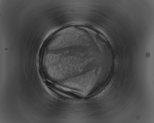 X0000095531034200801041241