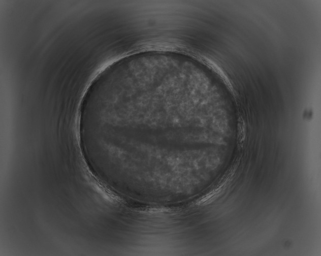 X0000095531035200801041241