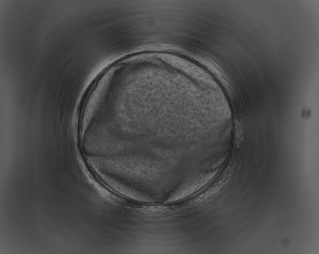 X0000095531046200801041241