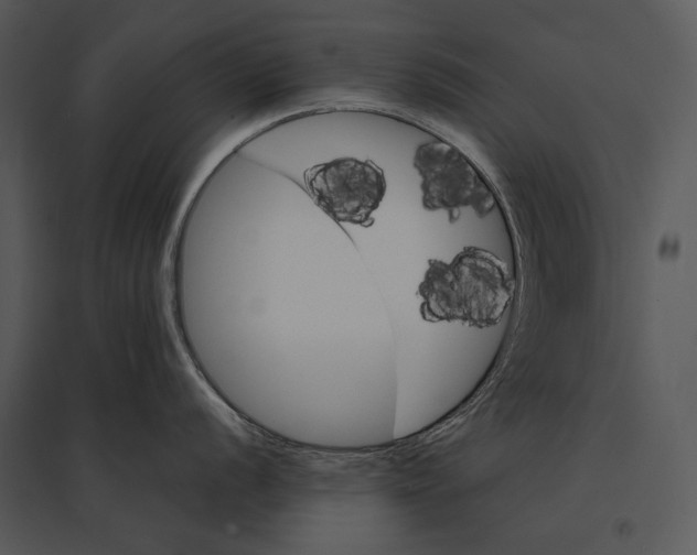 X0000095531056200801041241