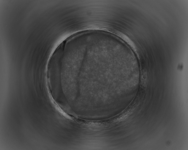 X0000095531096200801041240