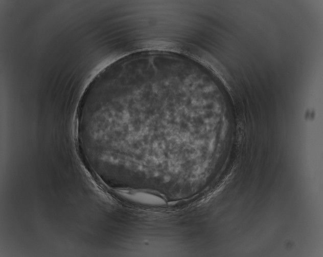 X0000095531125200801041239