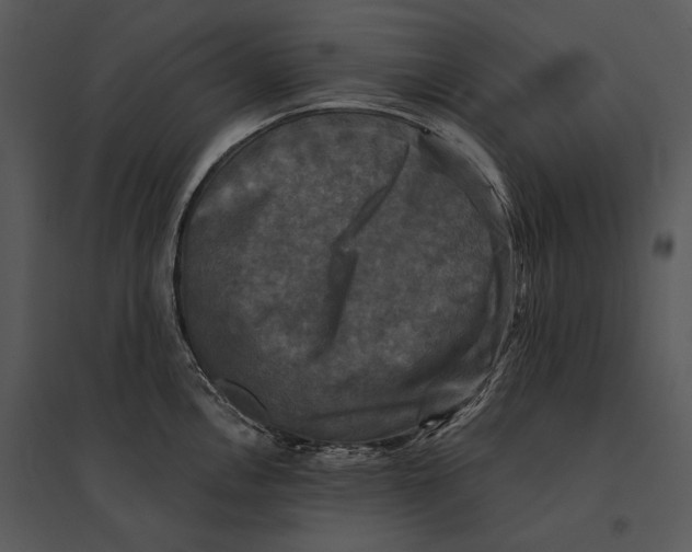 X0000095531146200801041240