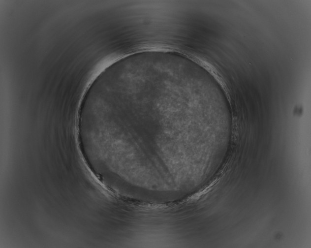 X0000095531187200801041239