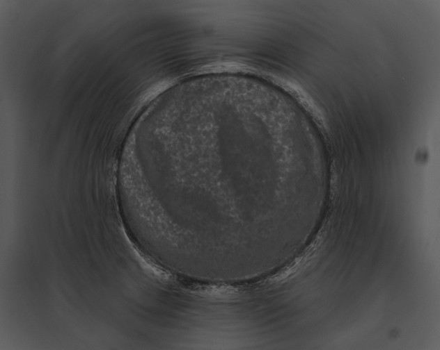 X0000095531233200801041238