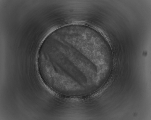 X0000095531235200801041238