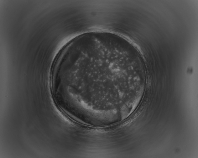 X0000095531239200801041238