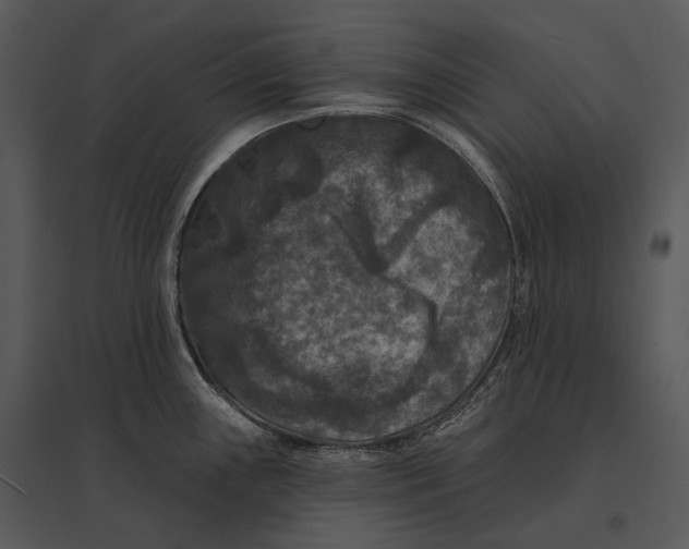 X0000095531243200801041238