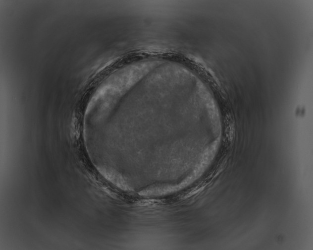 X0000095531253200801041238