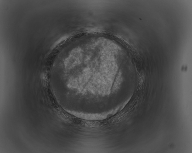 X0000095531254200801041238