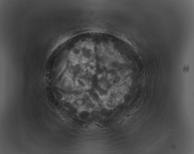 X0000095531255200801041238