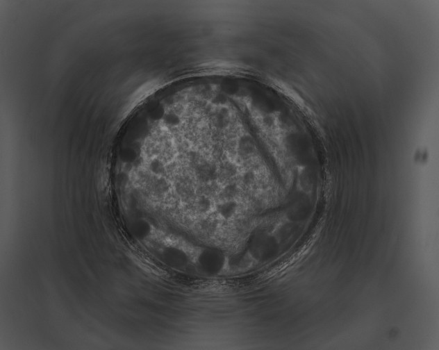 X0000095531259200801041238