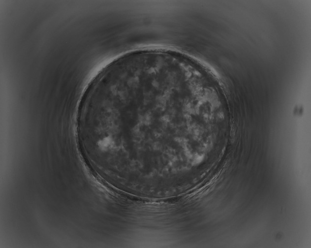 X0000095531279200801041237