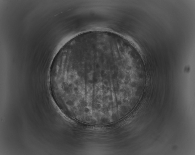 X0000095531287200801041237