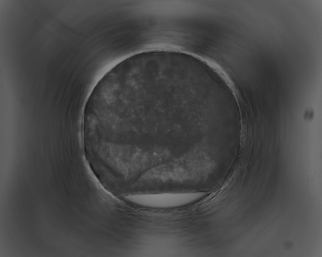 X0000095531295200801041237