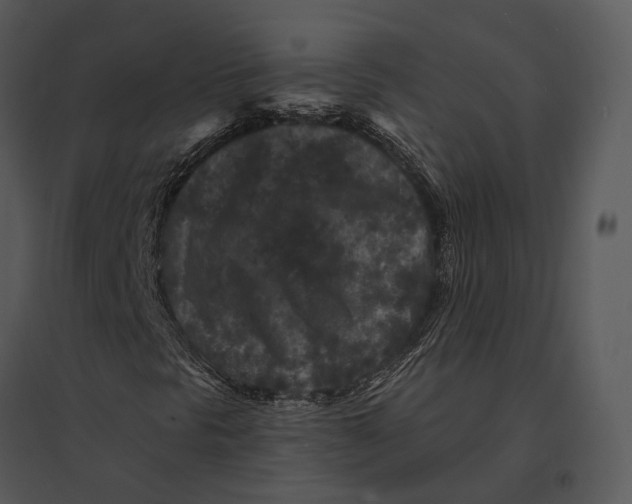 X0000095531297200801041236