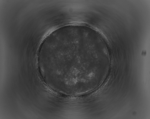 X0000095531362200801041236