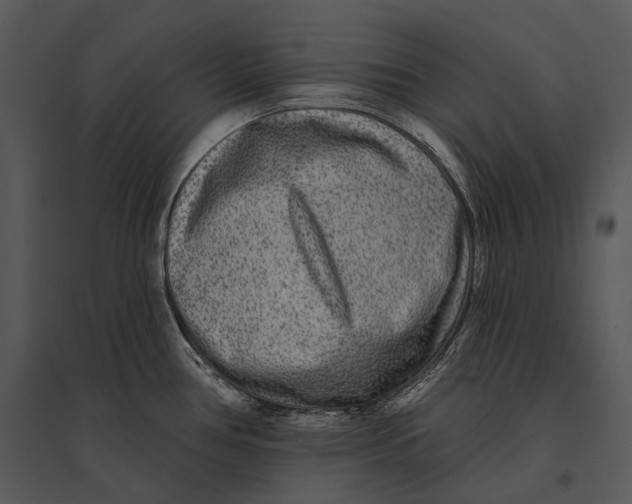 X0000095531386200801041236