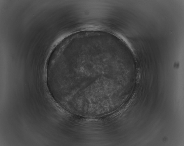 X0000095531419200801041235