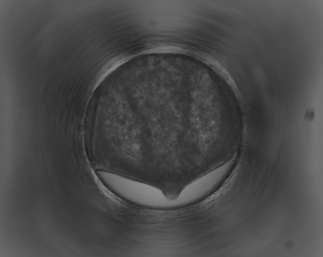 X0000095531425200801041235