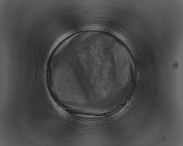 X0000095531426200801041235