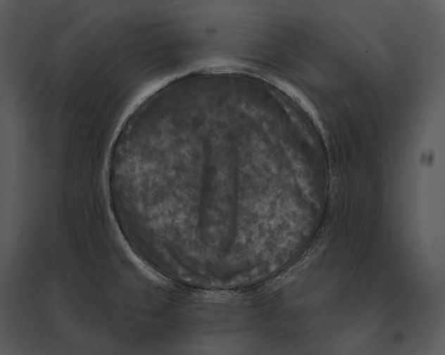 X0000095531429200801041235