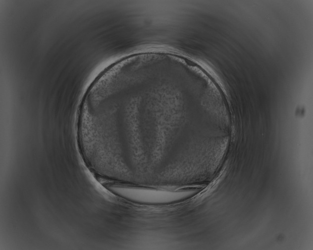 X0000095531438200801041235