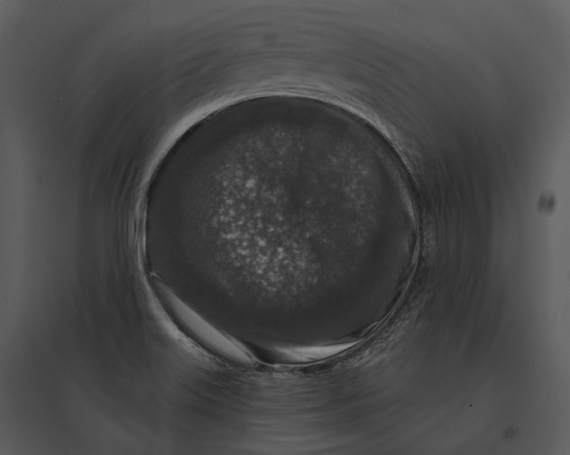 X0000095531515200801041234