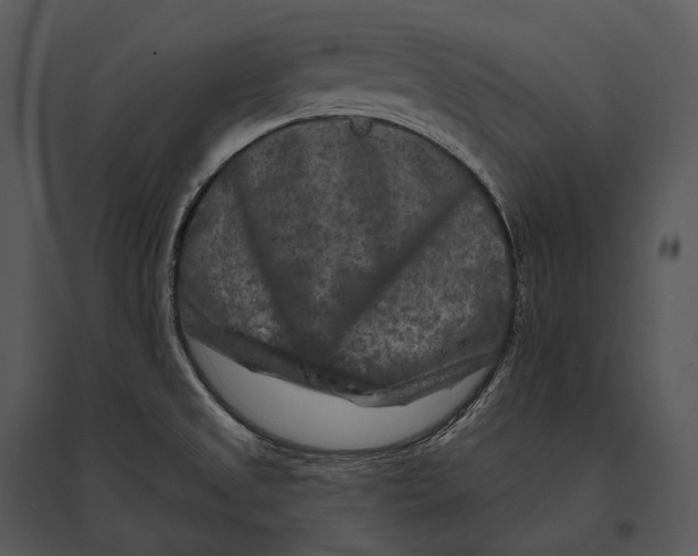 X0000095531525200801041234