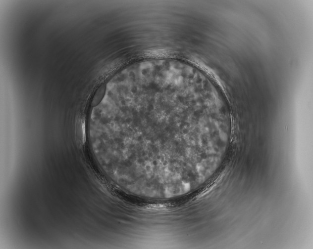 X0000095530061200801111421