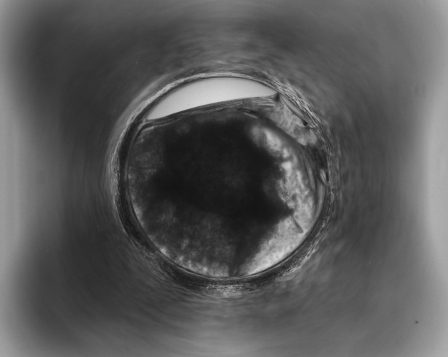 X0000095530295200801111418