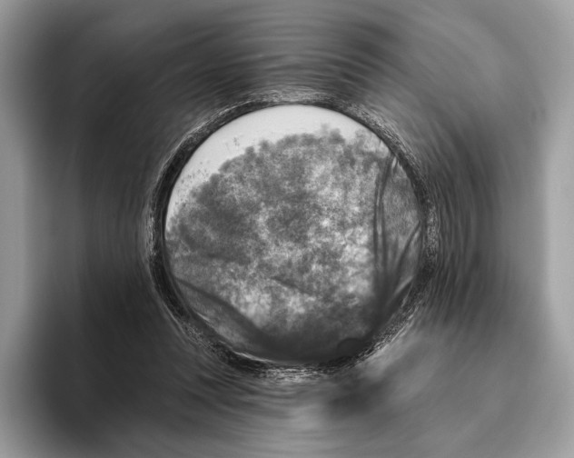 X0000095530351200801111418