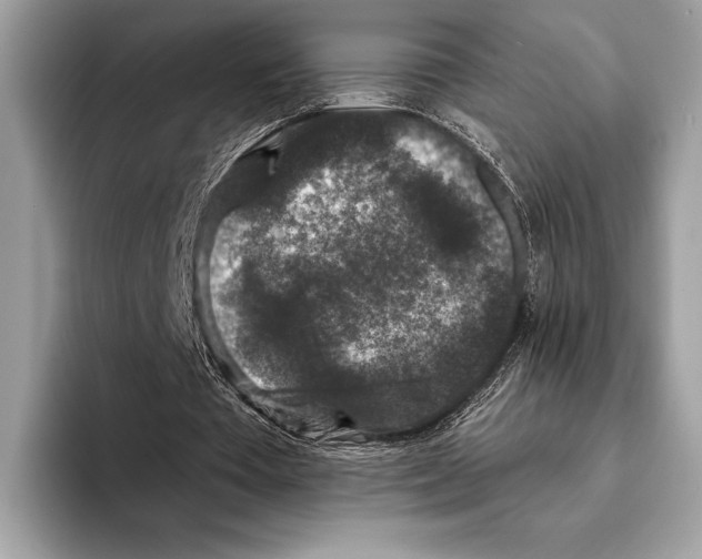 X0000095530385200801111417