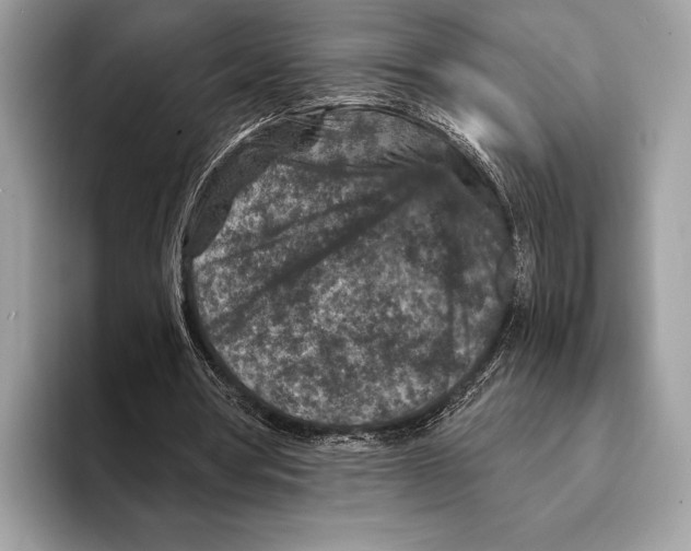 X0000095530386200801111417