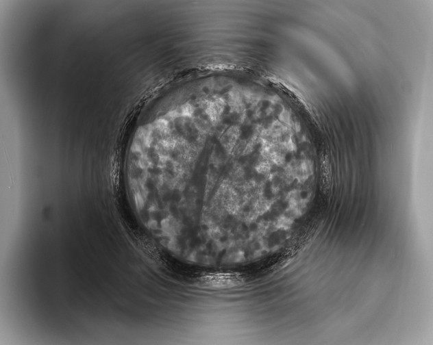 X0000095530499200801111416